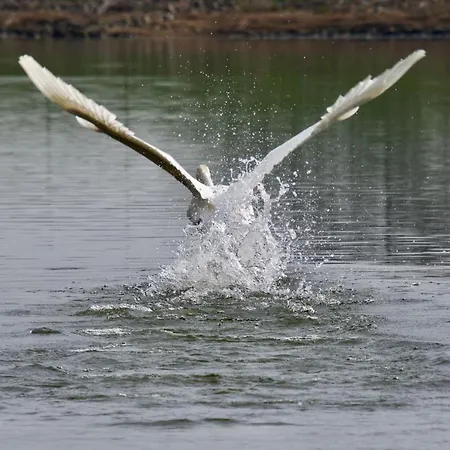 Chalet Aquahome - Np De Biesbosch - Bijzonder Overnachten Op Houseboat! *
