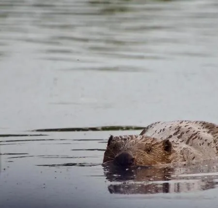 Aquahome - Np De Biesbosch - Bijzonder Overnachten Op Houseboat! Chalet
