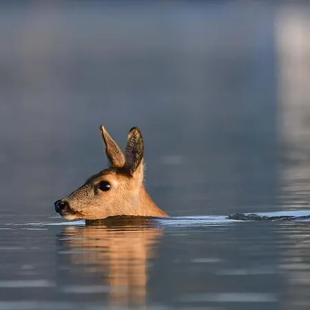 Aquahome - Np De Biesbosch - Bijzonder Overnachten Op Houseboat! *