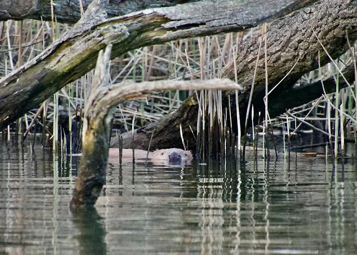 Alpesi faház Aquahome - Np De Biesbosch - Bijzonder Overnachten Op Houseboat! Werkendam