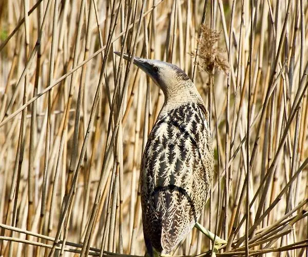 Aquahome - Np De Biesbosch - Bijzonder Overnachten Op Houseboat! Werkendam