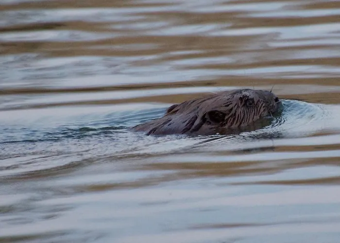Aquahome - Np De Biesbosch - Bijzonder Overnachten Op Houseboat! Alpesi faház