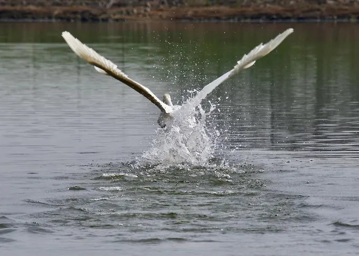 Alpesi faház Aquahome - Np De Biesbosch - Bijzonder Overnachten Op Houseboat! *