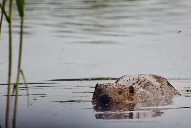 Domek alpejski Aquahome - Np De Biesbosch - Bijzonder Overnachten Op Houseboat!