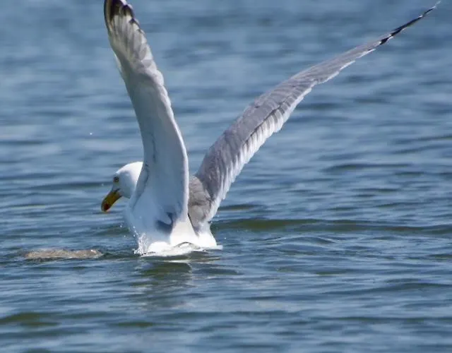 Aquahome - Np De Biesbosch - Bijzonder Overnachten Op Houseboat! * Werkendam