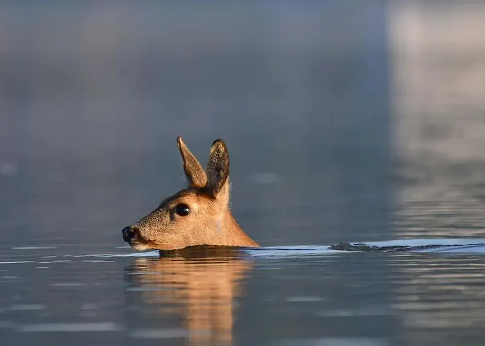 Aquahome - Np De Biesbosch - Bijzonder Overnachten Op Houseboat! *