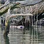 Chalet Aquahome - Np De Biesbosch - Bijzonder Overnachten Op Houseboat! Werkendam