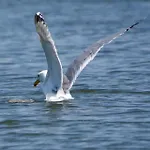 Aquahome - Np De Biesbosch - Bijzonder Overnachten Op Houseboat! * Werkendam